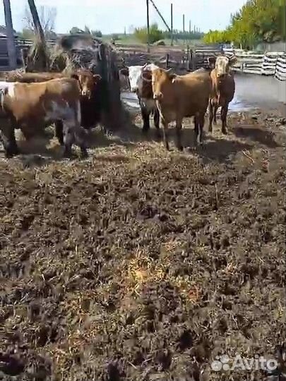 Быки,телки,бычки
