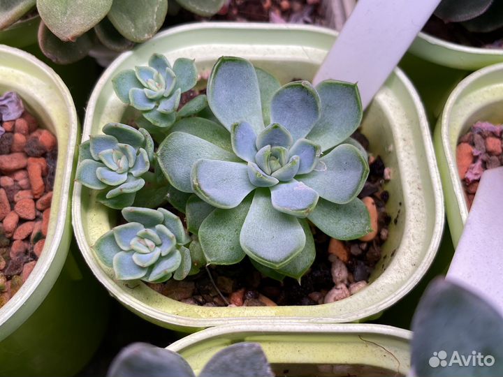 Эхеверия wite line