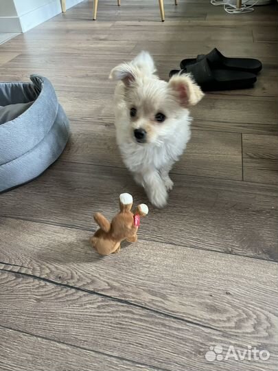 Йоркширский терьер щенок