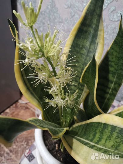 Сансевиерия