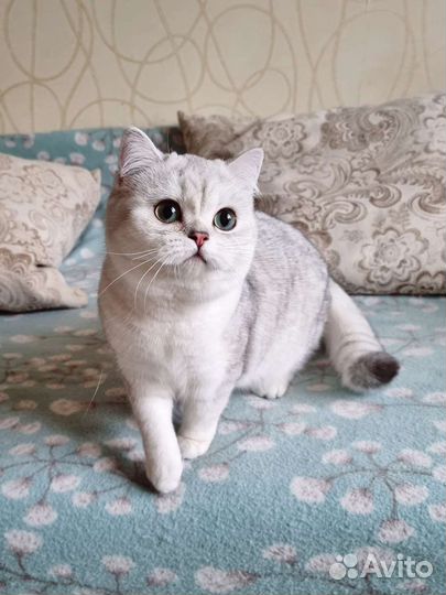 Серебристая шиншилла