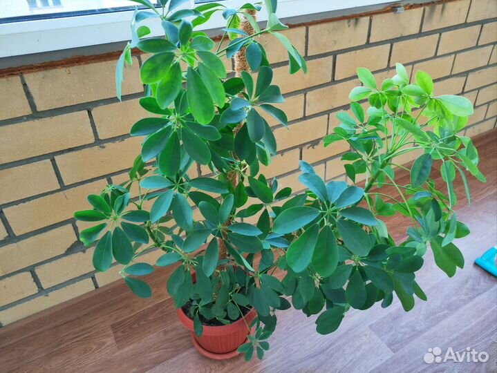 Шефлера 90 см