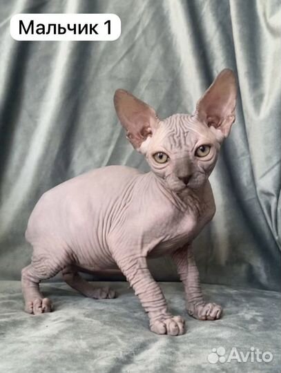 Канадский сфинкс, котёнок