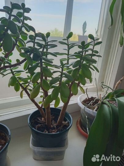 Алоэ вера, денежное дерево