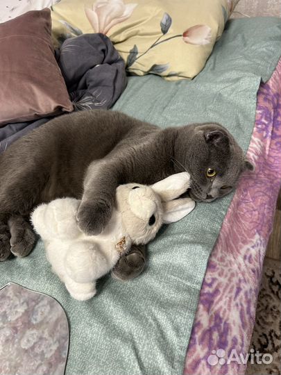 Котик в добрые руки