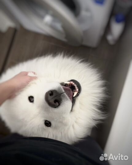 Шерсть самоеда