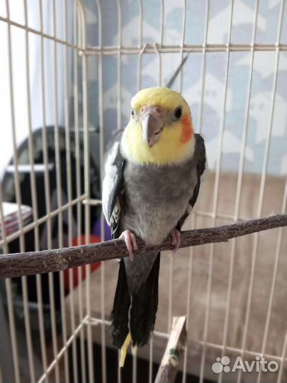 Попугай корелла самец с клеткой