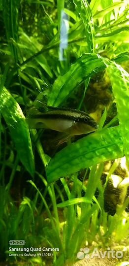 Пельвикахромис пульхера самец