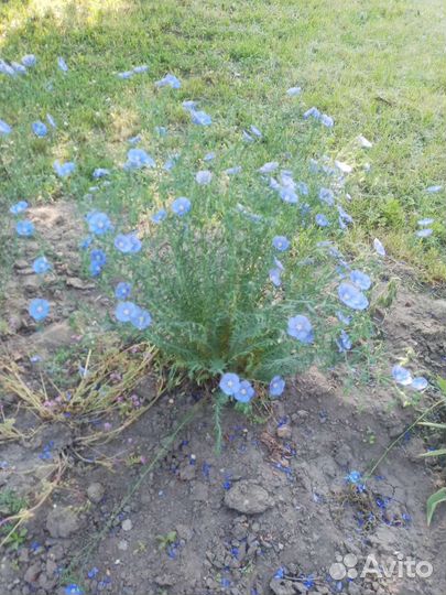 Цветы многолетники.Лён