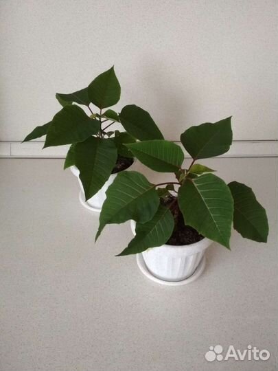 Пуансеттия