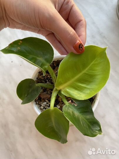 Филодендрон Мунлайт