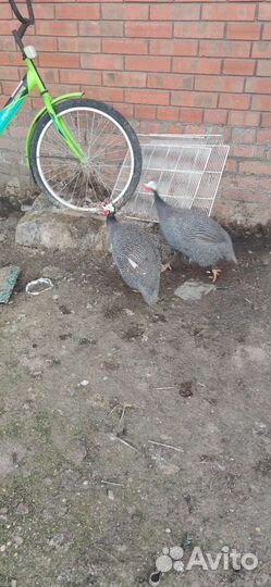 Цесарки, пара