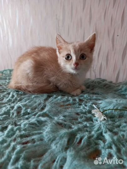 Малышка ищет дом