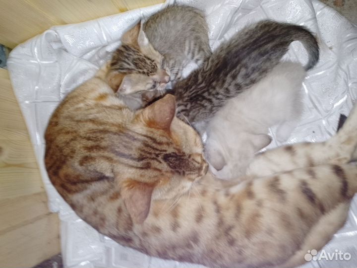 Бенгальские котята