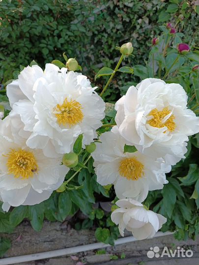 Пион мисс америка