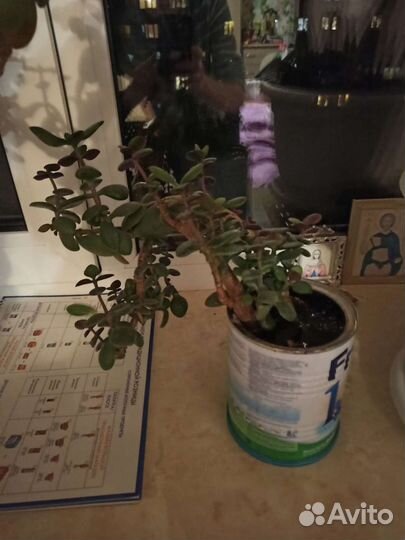 Денежное дерево