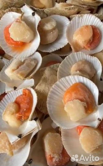 Гребешок Курьльский