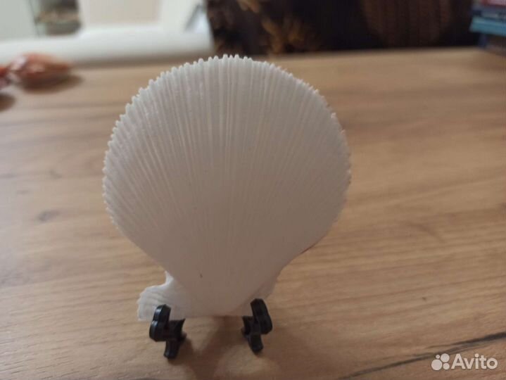 Морская раковина