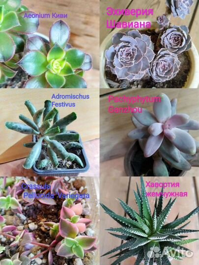 Редкие суккуленты номер 1