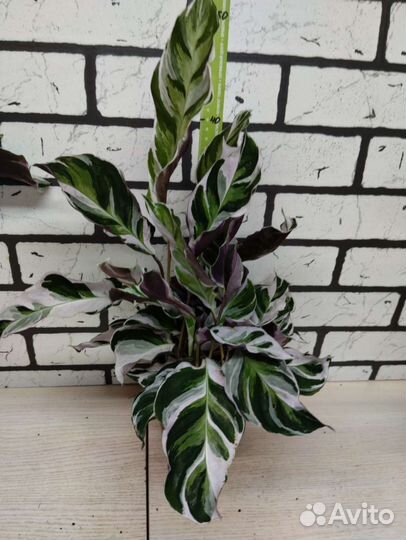 Калатея white fusion