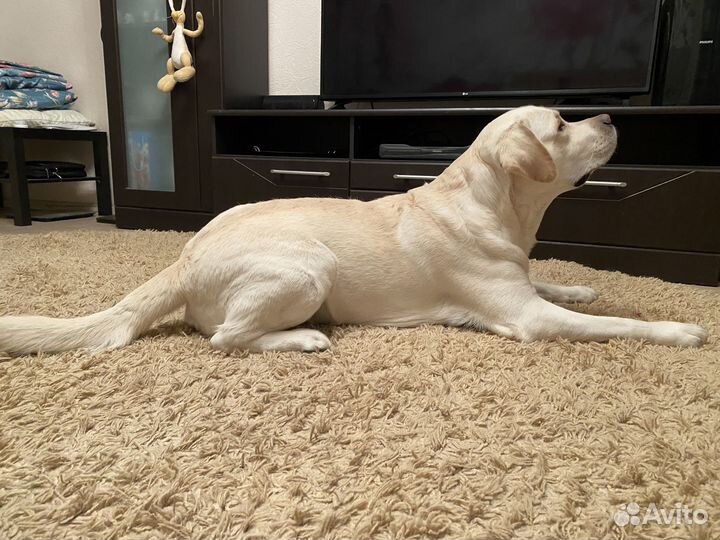 Кобель лабрадора вязка