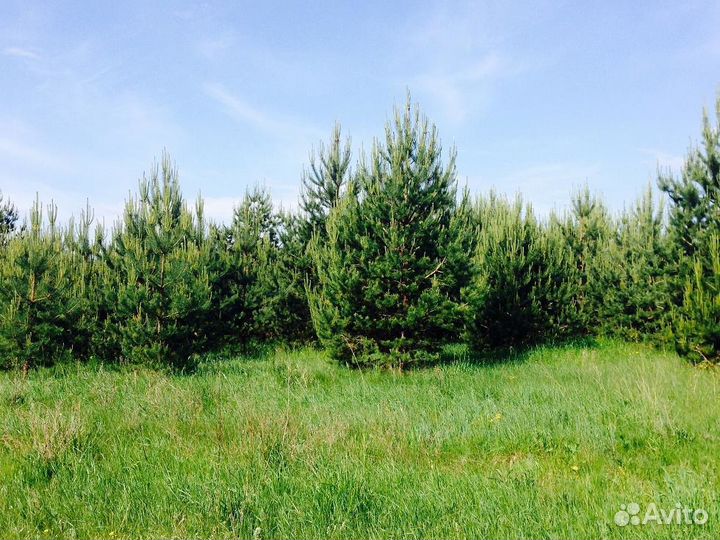 Сосна обыкновенная