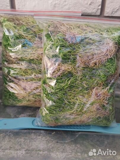 Мох сфагнум живой