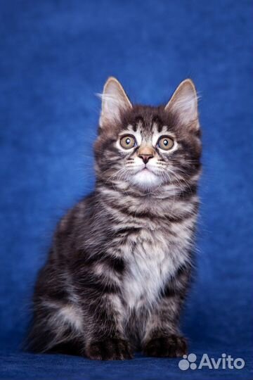 Котенок шоу-класса