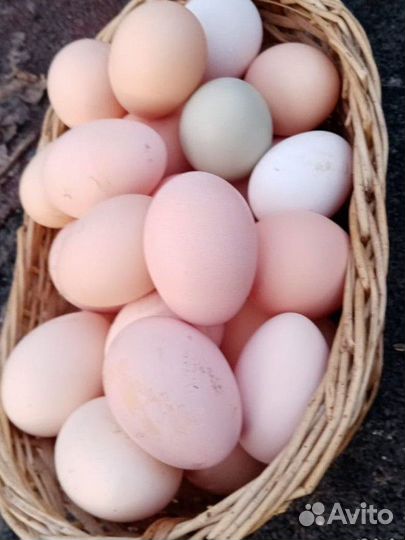 Домашние куриные яйца