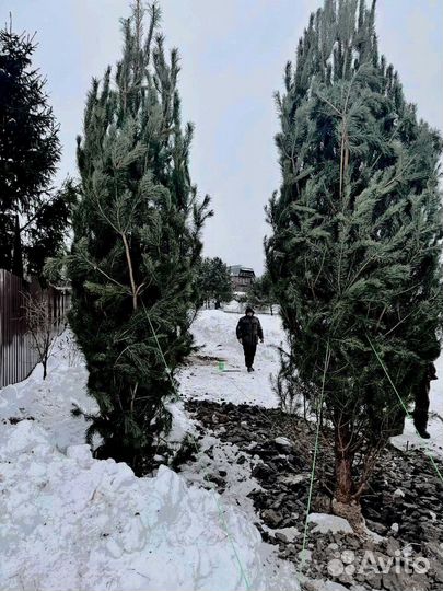 Саженец сосны 276 см