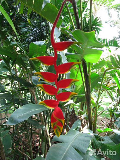 Семена экзотов