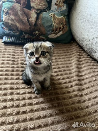 Шотландские котята