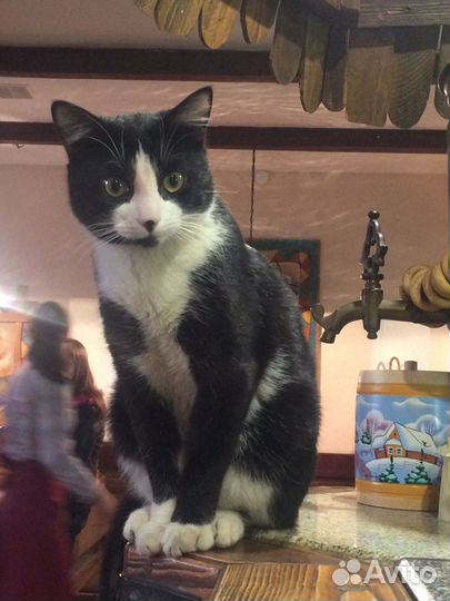 Мойщица-помощьница повара