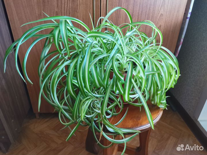 Хлорофитум хохлатый