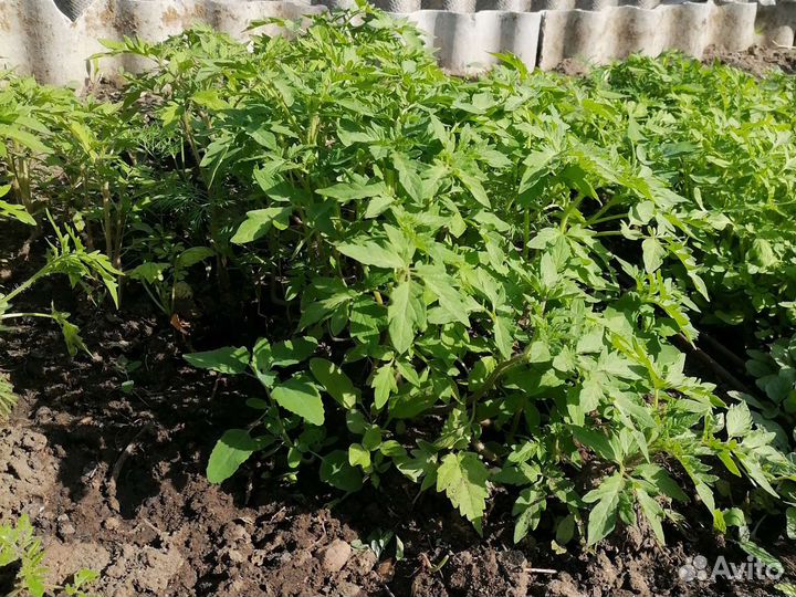 Рассада с грунта