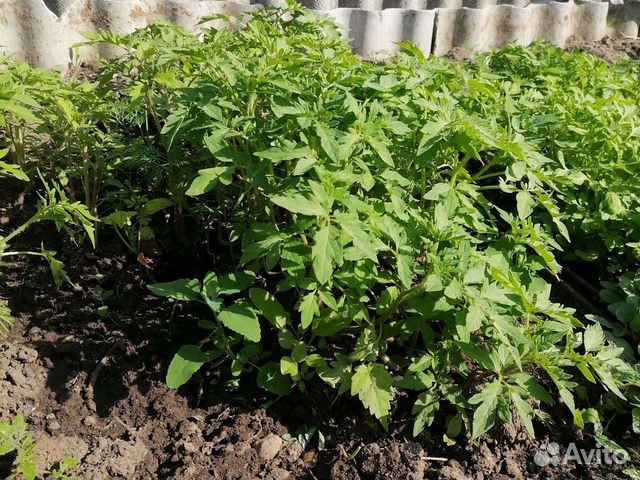 Рассада с грунта