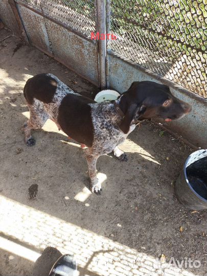 Щенки курцхаара