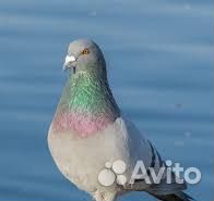 Голуби