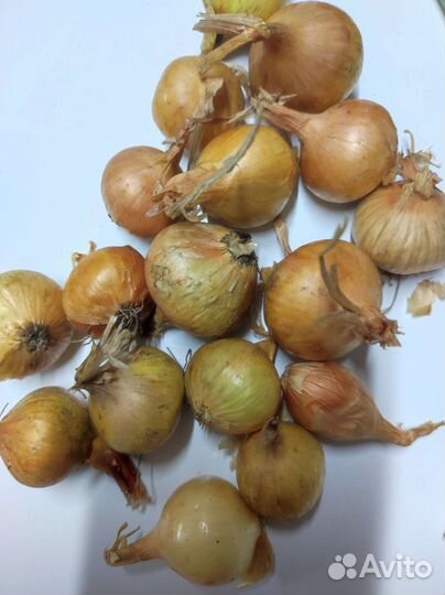 Лук-севок штутгартер