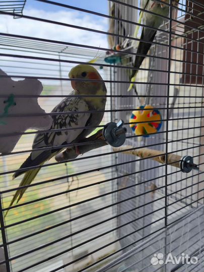 Попугай корелла девочка