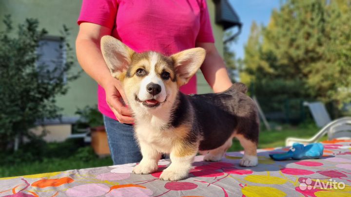 Вельш корги пемброк