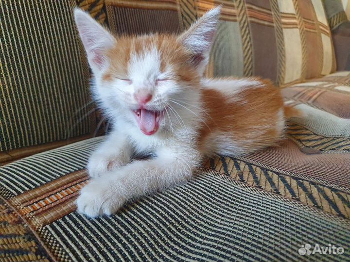 Кошки в добрые руки бесплатно