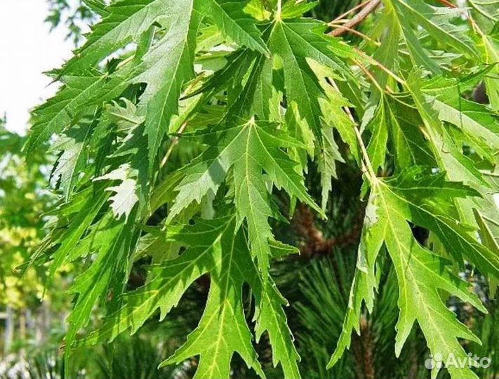 Клен сахаристый Лациниатум Виери/350-400 см о/с 10