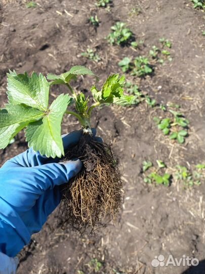 Саженцы клубники азия клери фестивальная