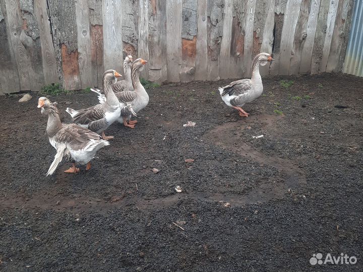 Гуси Холмогорские