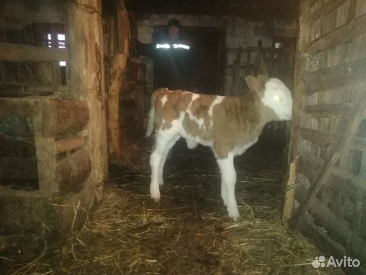 Бычок и телка