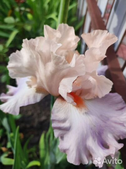 Ирисы бородатые сортовые