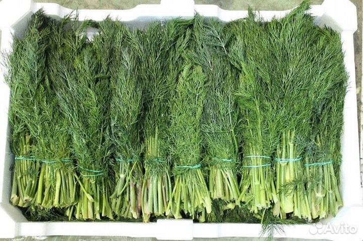 Огурцы, помидоры, зелень, кабачки