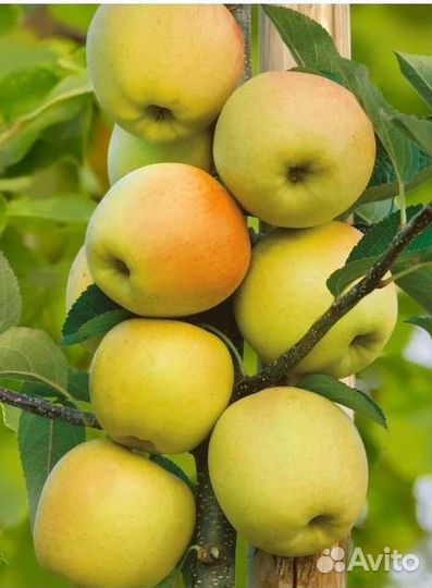 Колоновидные яблони груши