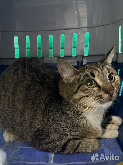 Классная кошечка